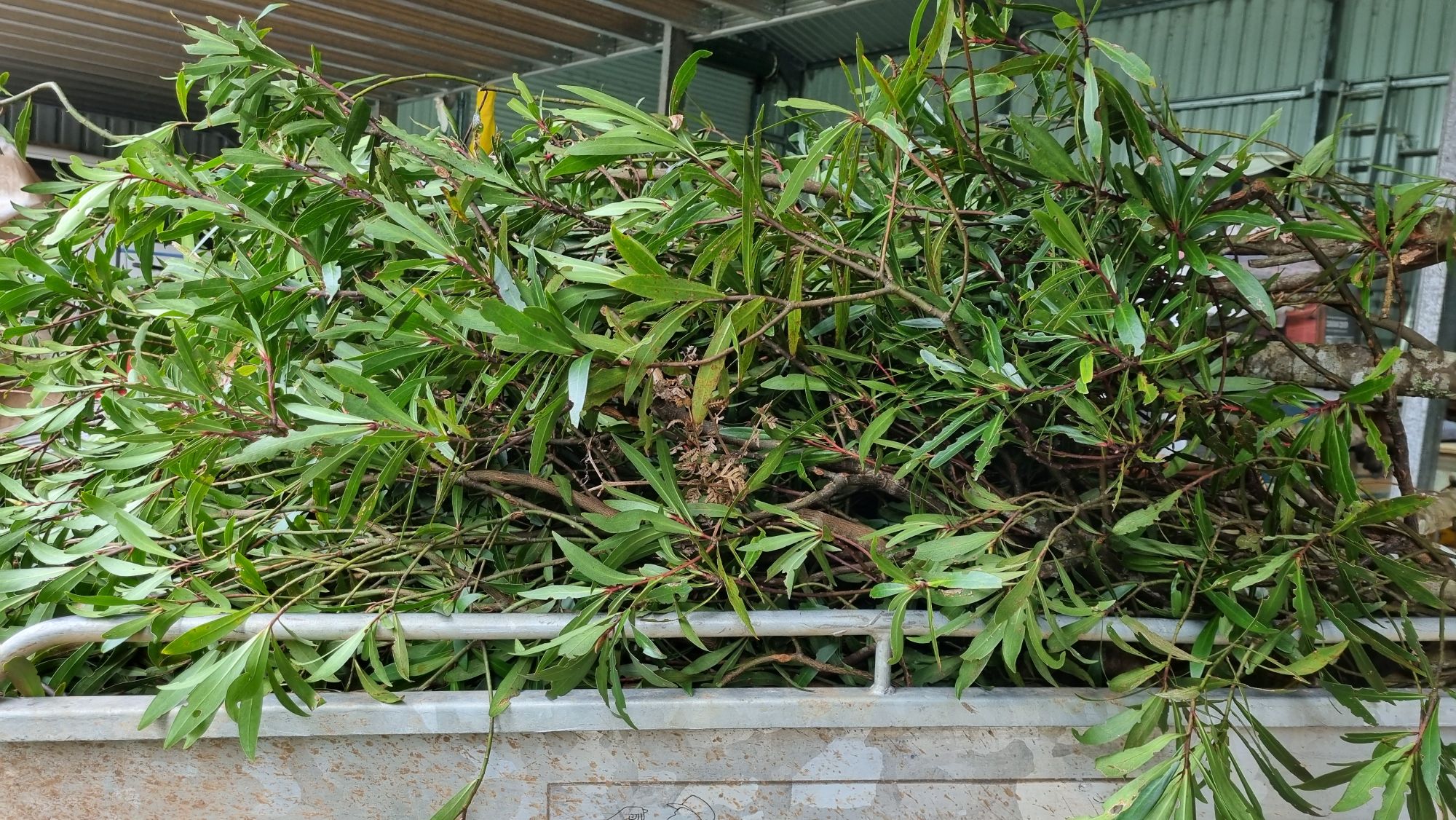 pepper leaves to pick number 1